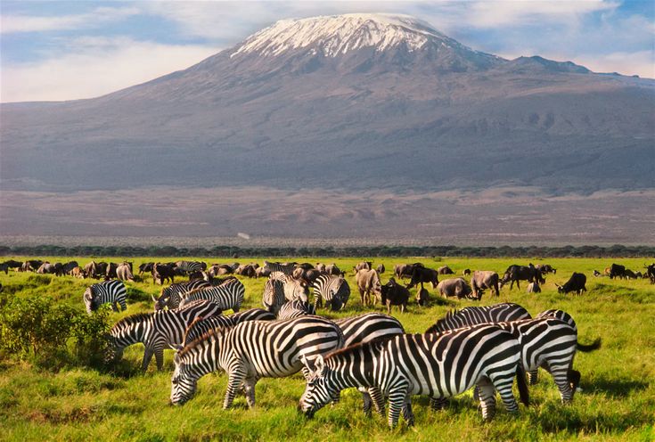 Elephants Amboseli Kilimanjaro